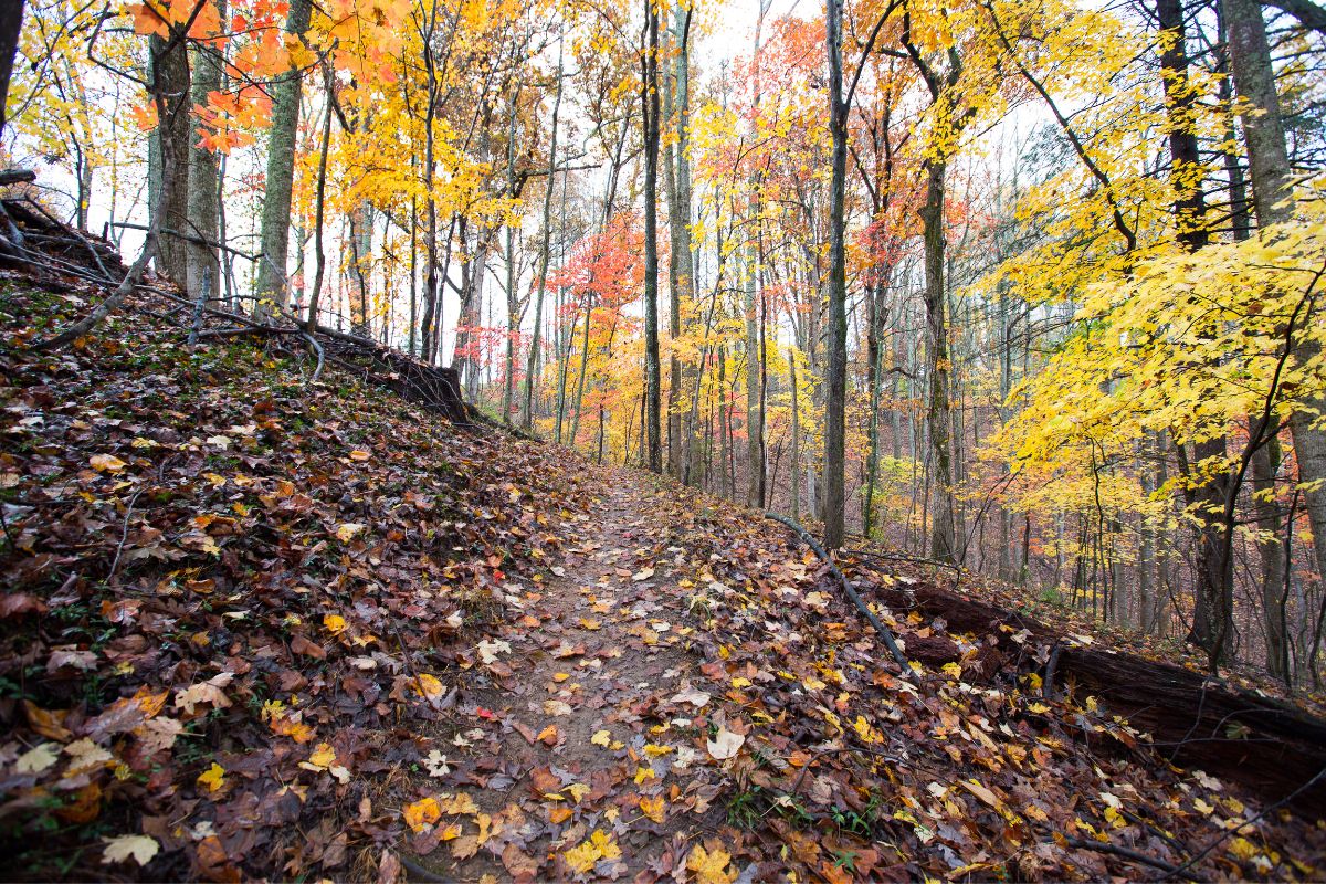 10 Best Northern VA Hikes (Hikes In Northern Virginia For All Levels) 