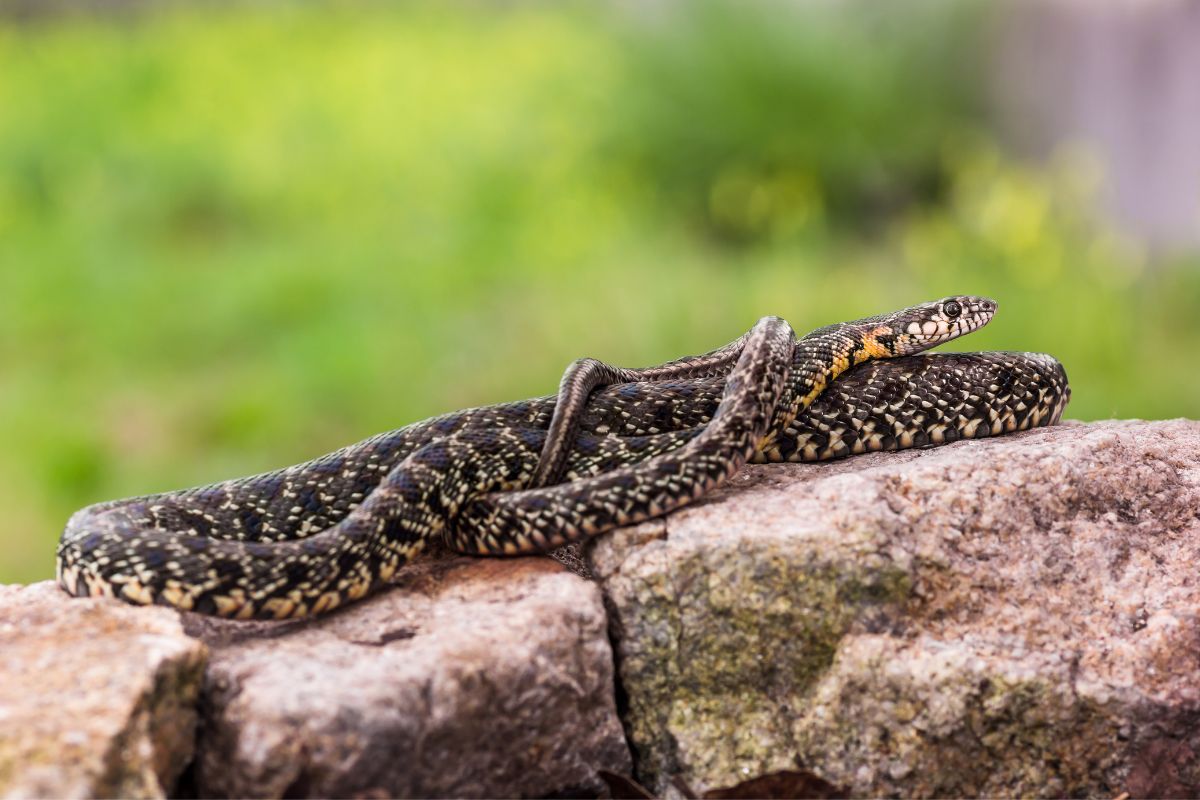 Everything You Need To Know About Snakes In Spain Before You Visit