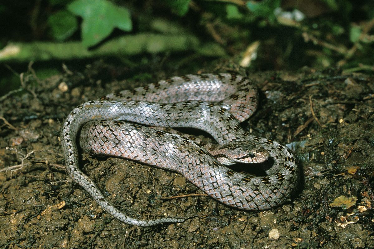 Southern Smooth Snake (Coronella Girondica)