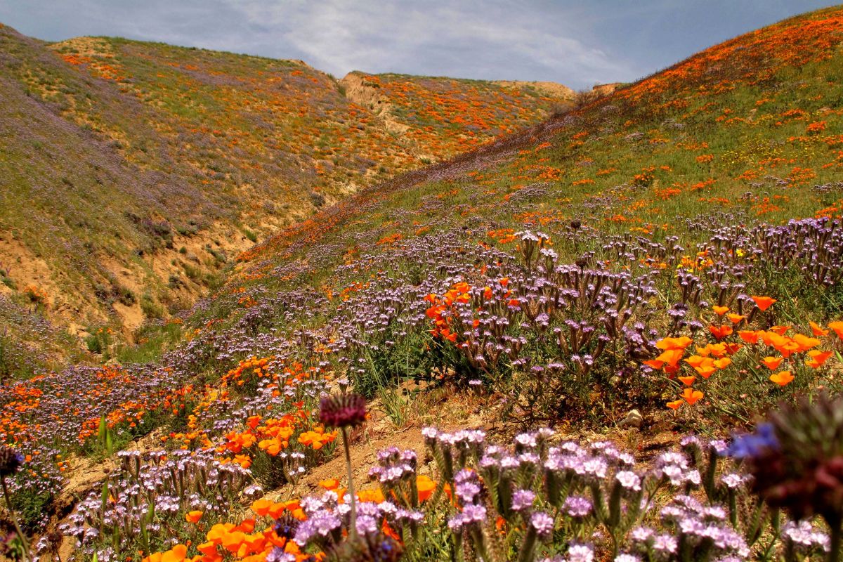 US Destinations To Explore In April - Antelope Valley, California