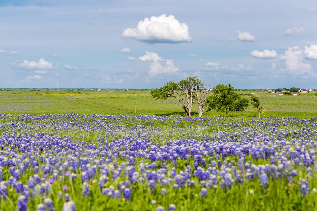 US Destinations To Explore In April - Ennis, Texas